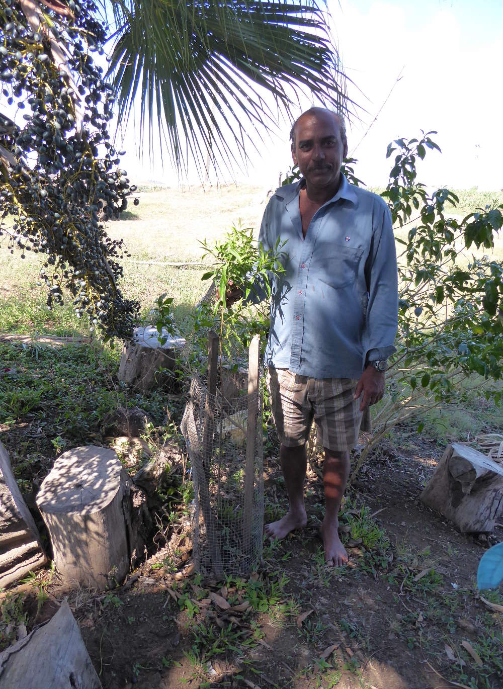 Prakash Chand proudly showing one of his exceptionally tall Yasi (sandalwood) saplings