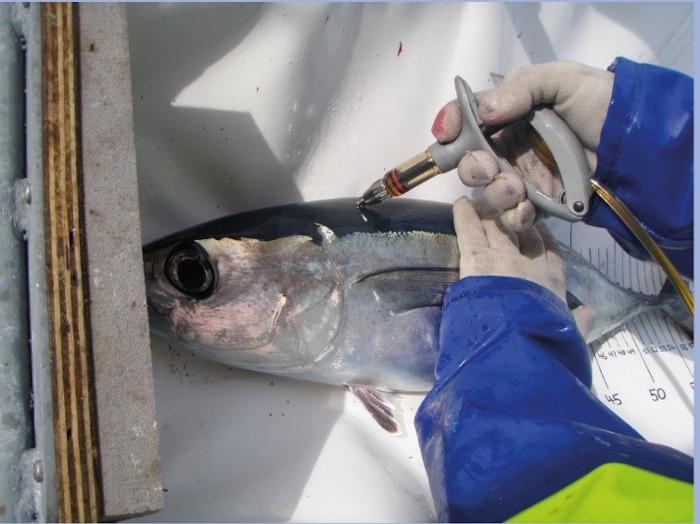 An albacore tuna is injected with strontium chloride. It will be tagged with a white mark. (Image: Ashley Williams)