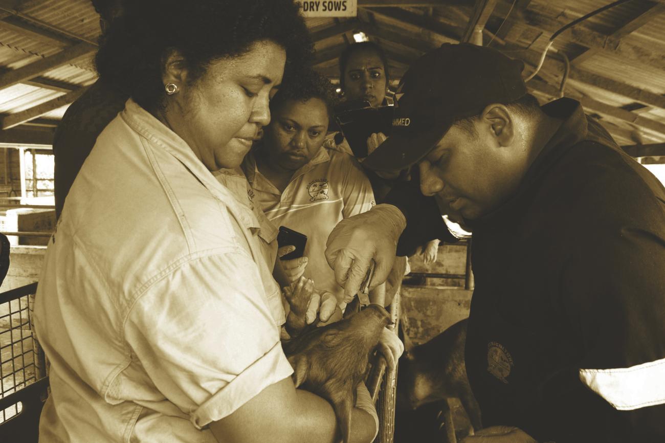 Strengthening animal health in the Pacific 