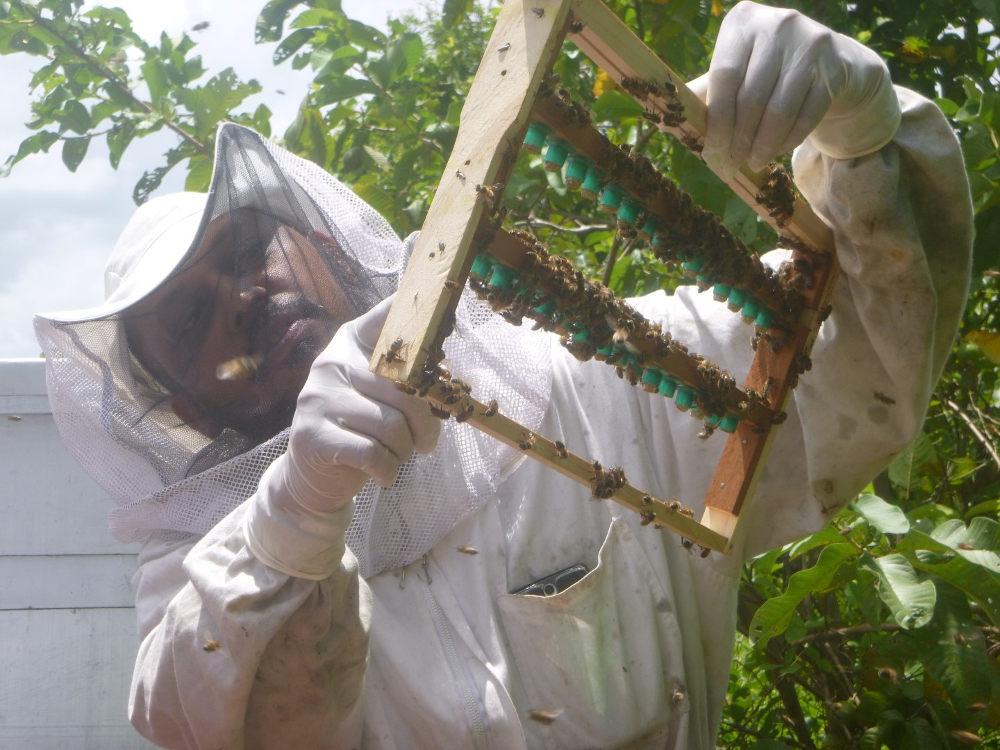 Formation : Comment accroître la production de miel après le passage dévastateur du cyclone