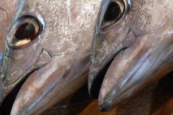 Size, species, capture location: What makes tuna get high on mercury? 