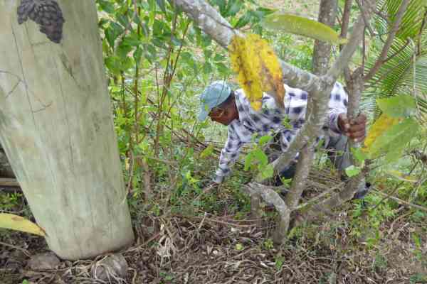 Greening vacant land in Viti Levu’s sugarcane belt