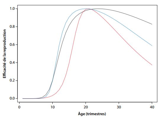 Figure 5. Âge des thons obèses à la maturité sexuelle. La courbe rouge est celle utilisée dans l’évaluation du stock de 2014. La courbe bleue est fondée sur les nouvelles données sur la longueur à la maturité sexuelle tirées du projet sur la biologie reproductive, converties en données sur l’âge à la maturité sexuelle en utilisant les hypothèses de croissance de l’évaluation de 2014. La courbe noire est fondée sur les nouvelles données sur la longueur à la maturité sexuelle converties en données sur l’âge à la maturité sexuelle à l’aide de la nouvelle courbe de croissance et des données otolithométriques.