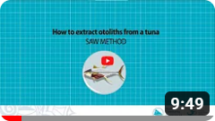 03 - Extract otoliths froma tuna - saw method
