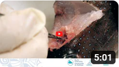 006 - Échantillonnage biologique de poissons récifaux : Extraction des otolithes