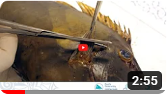 004 - Échantillonnage biologique de poissons récifaux : Prélèvement des nageoires pectorales