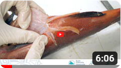 007 - Échantillonnage biologique de poissons récifaux : Extraction des gonades
