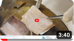 005 - Échantillonnage biologique de poissons récifaux : Prélèvement de muscle