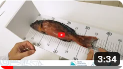 003 - Échantillonnage biologique de poissons récifaux : Préparation à la dissection
