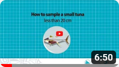 07 - How to sample a small tuna of less than 20 cm
