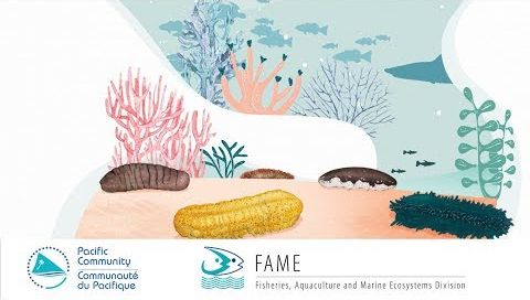 Histoires de pêcheurs S1 Ep2 (Français) - Comment les concombres de mer protègent l'océan