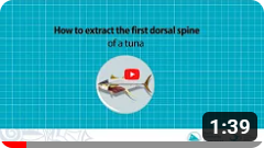 06 - How to extract the first dorsal spine of a tuna