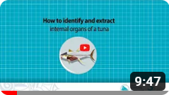 05 - How to identify and extract internal organs of a tuna