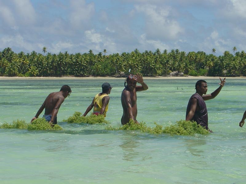 http://www.spc.int/aquaculture/images/zoom/SKEFRU/viewsize/Kiribati_harvesting_seaweed_2.JPG