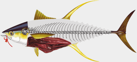 BioDaSys_logo