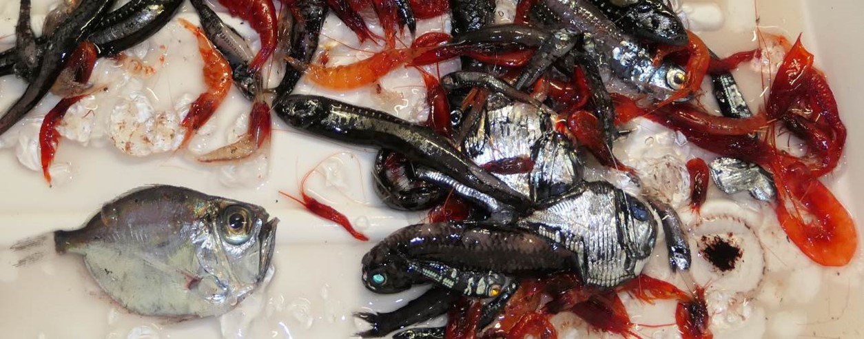 Example of micronekton catch with small fish, shrimps and gelatinous organisms commonly eaten by tuna and other top predators (Photo: V. Allain, SPC)