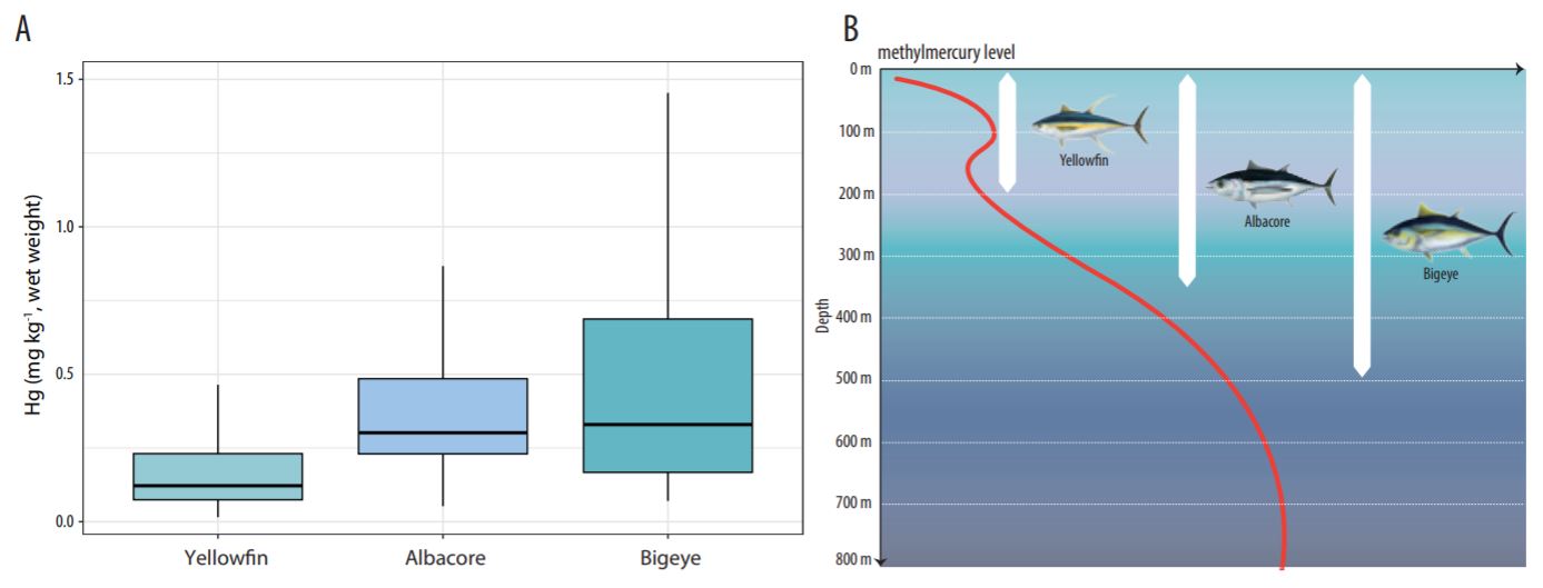 Figure 2. A) Median mercury content levels in yellowfin, albacore and bigeye tunas in the western and central Pacific, and.JPG