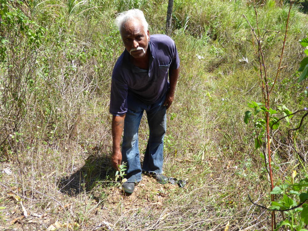 Mr Kumar shows one of his saplings growing near a seasonal creek