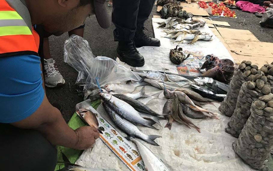 Measuring fish being sold at the market to ensure they are of legal size (bottom); and confiscated fish and other seafood (top). (images: Ariella D’Andrea, SPC). 