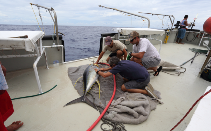Marianas Variety: Tuna tagging 'even more important' during Covid-19 pandemic