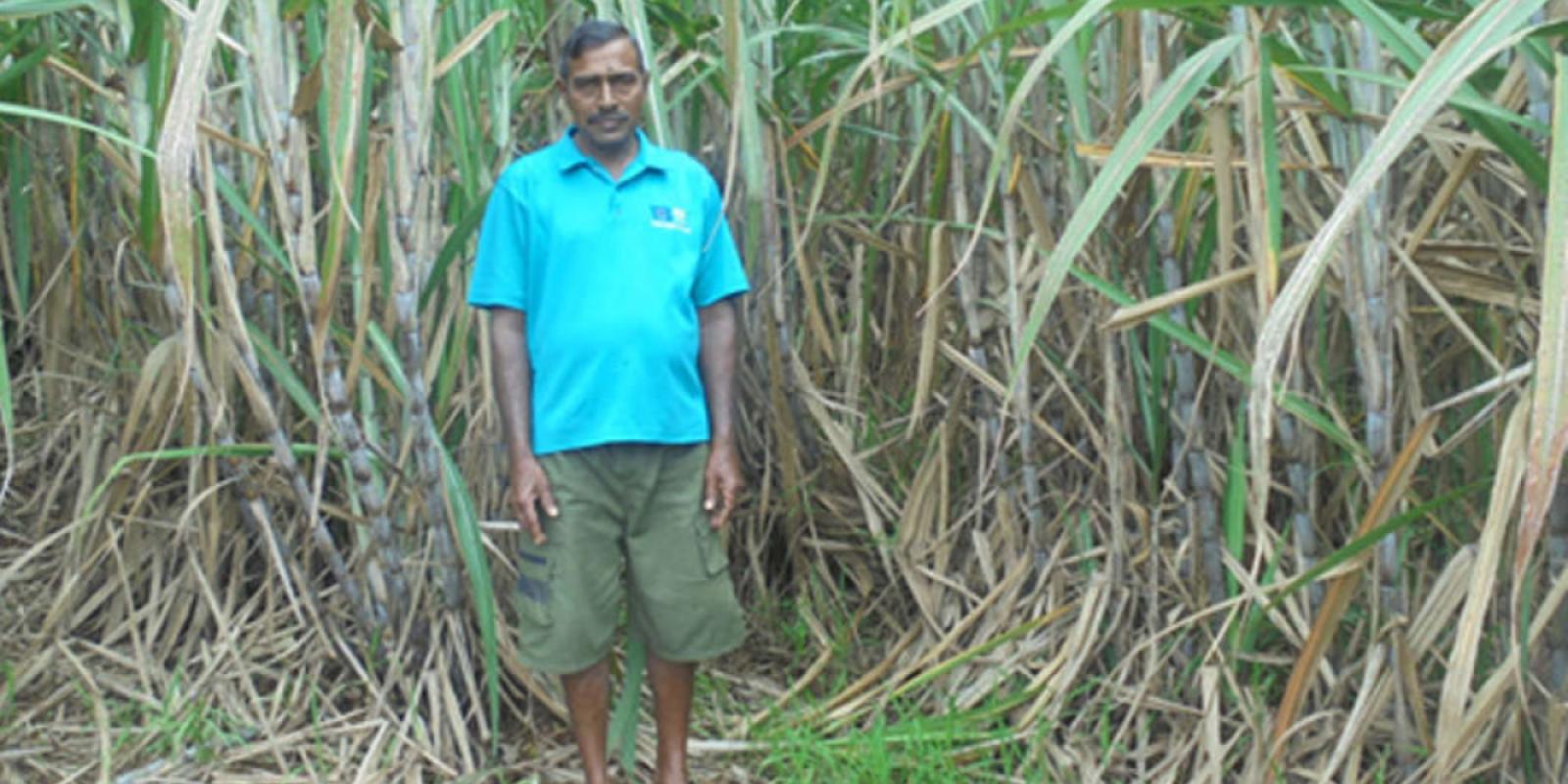 First year Naidiri cane on Gaya Prasad's farm