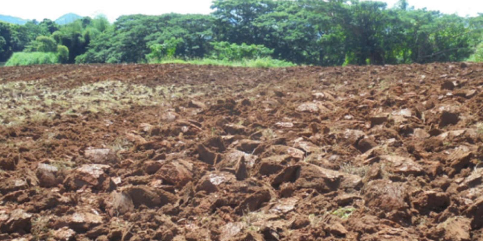 Gaya Prasad’s fallow field into which he has ploughed the cowpea crop