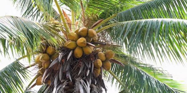 Journée du cocotier à Wallis et Futuna
