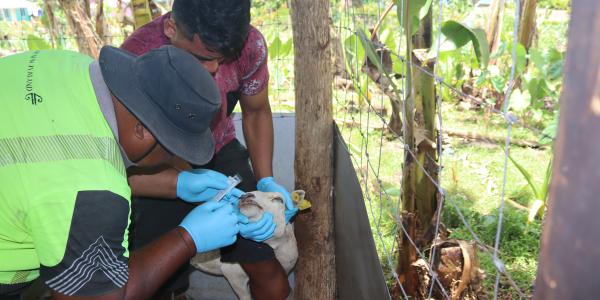 Animal Disease Surveillance in Samoa earlier this year