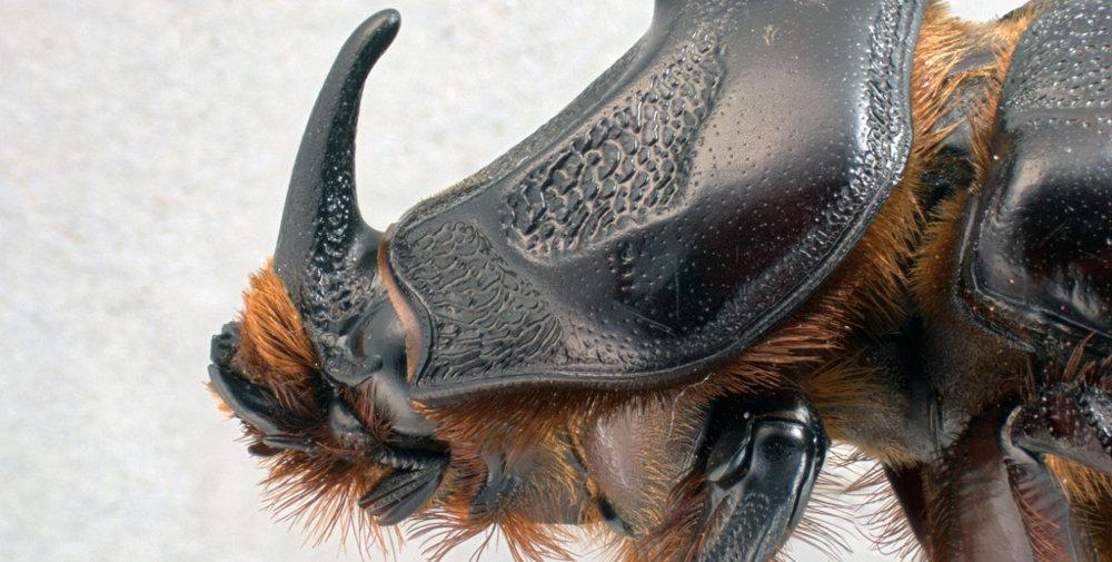 A Pacific battle to eradicate the rhinoceros beetle