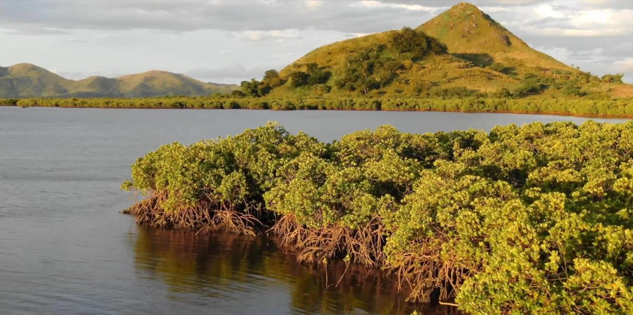 RESCCUE activity in Fiji: mangroves restauration