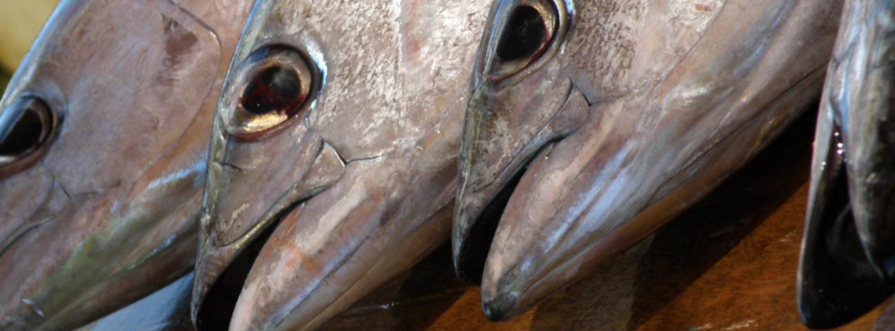 Size, species, capture location: What makes tuna get high on mercury? 
