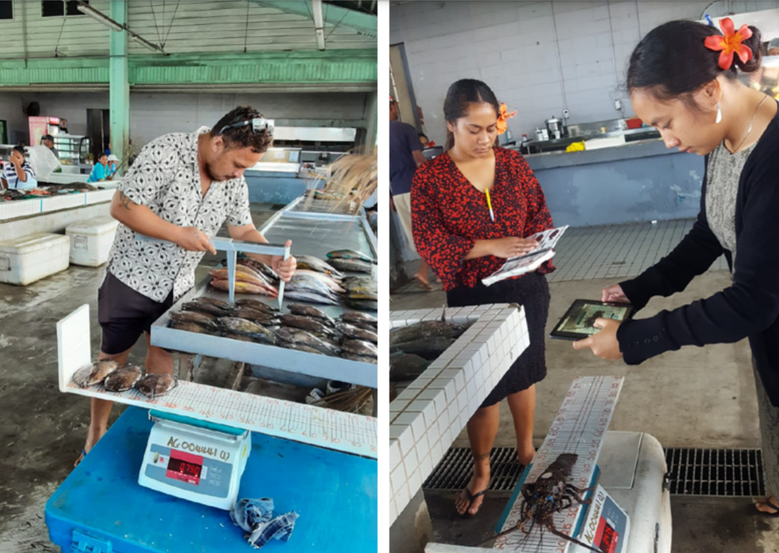 Samoa, SPC, and Wallis and Futuna fisheries technical officers measuring and weighing fish and invertebrates sold at markets.