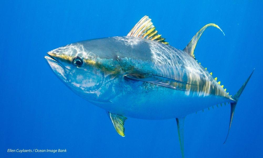 Tuna help to map mercury pollution in the ocean