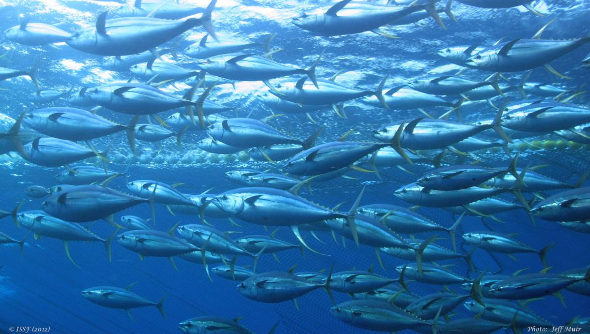 Tuna in the Pacific