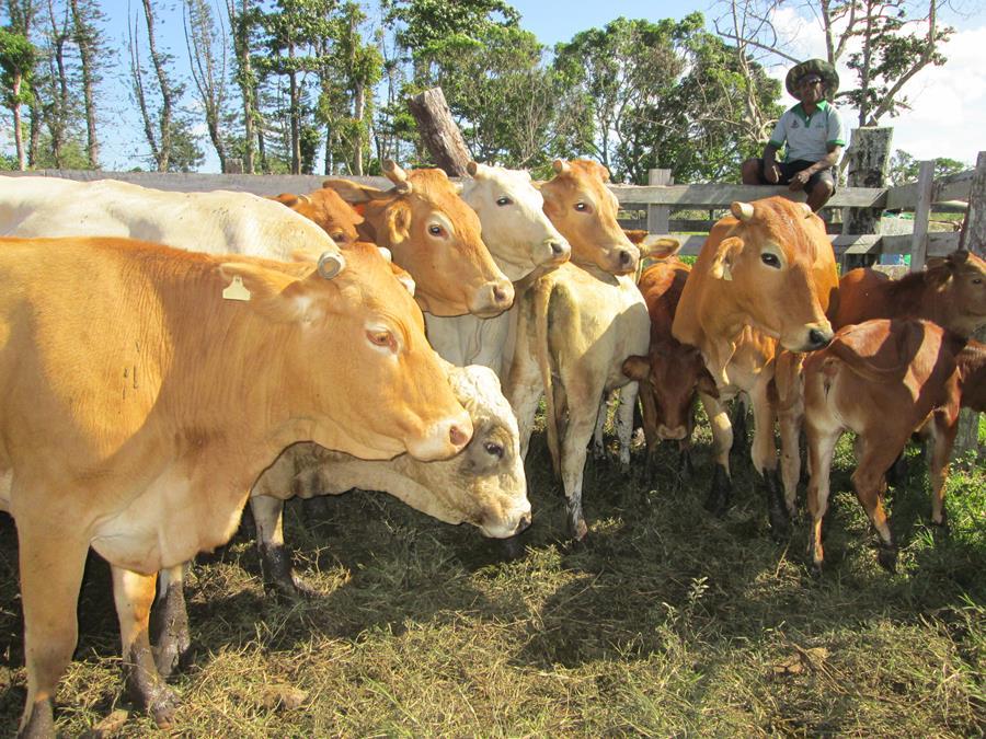 New agreement set to boost Pacific's livestock and animal health production  system | The Pacific Community