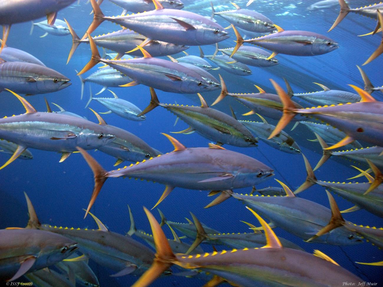 School of yellowfin tuna 