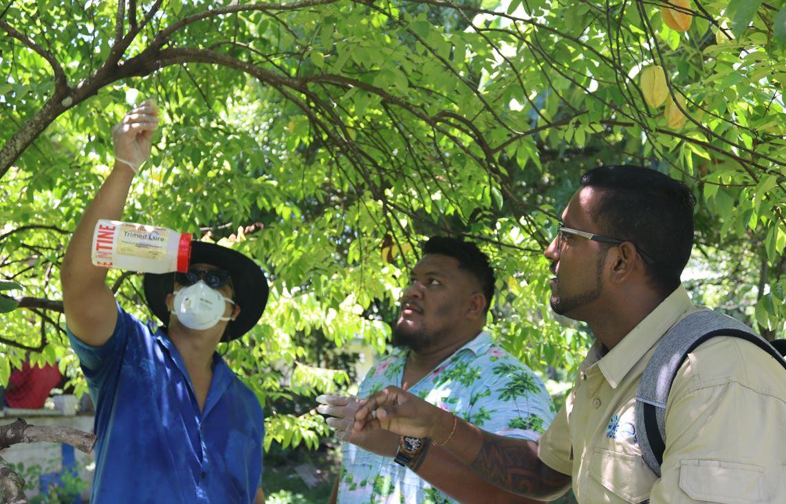 Photo: SPC's Riten Gosai guiding Samoa Ministry of Agriculture participants on fruit fly trap installation in a host tree. Credit: SPC
