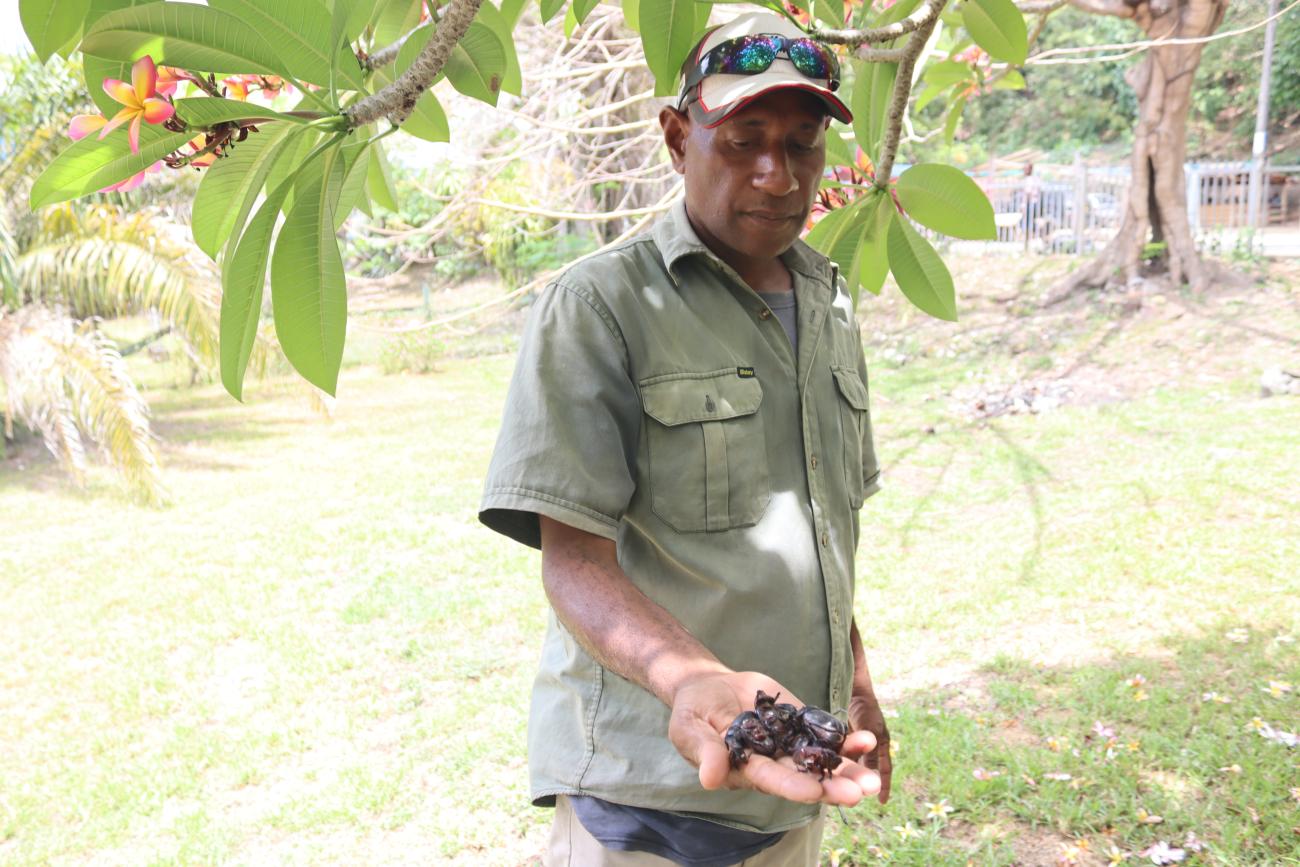 Biosecurity officer holding coconut rhinoceros beetles