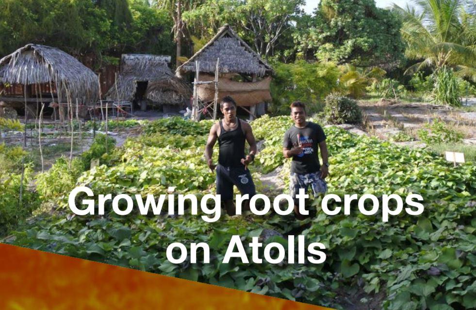 Growing root crops in Atolls