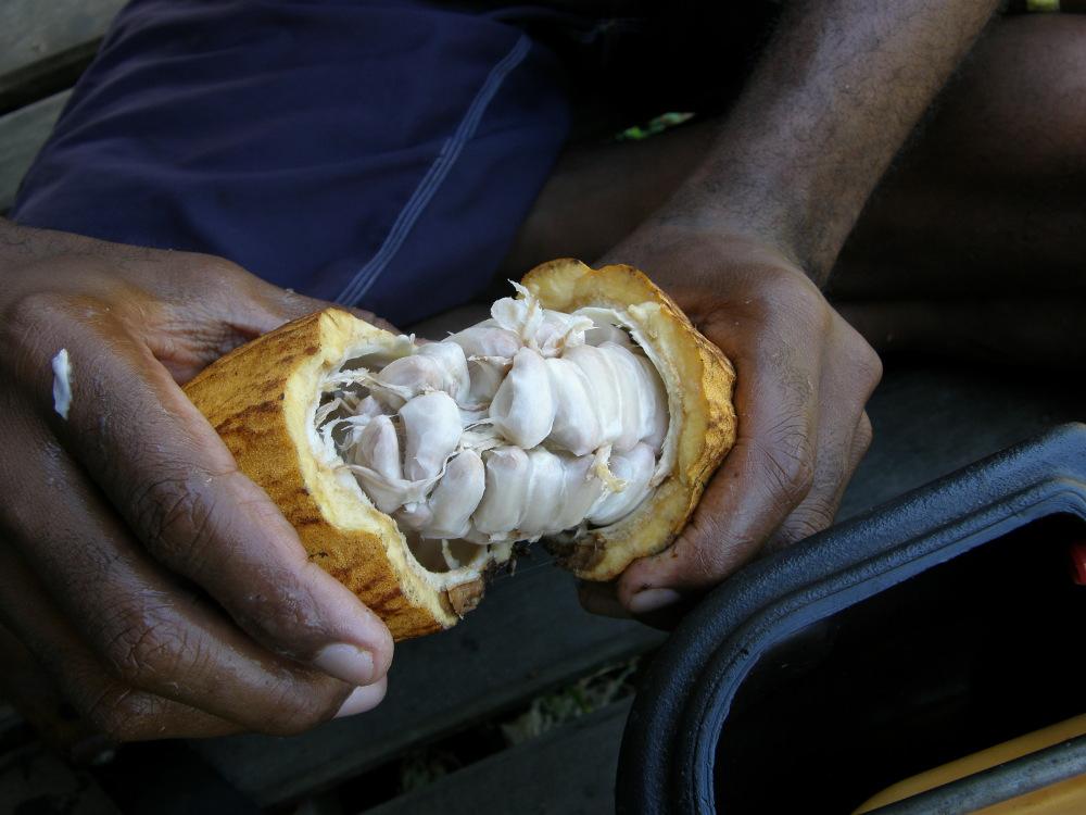 Fiji’s first community managed cocoa processing unit launched