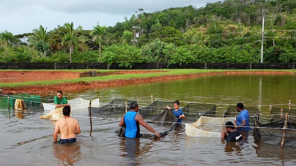 Regional Collaboration for the Sustainable Development of Sandfish Aquaculture in the Pacific