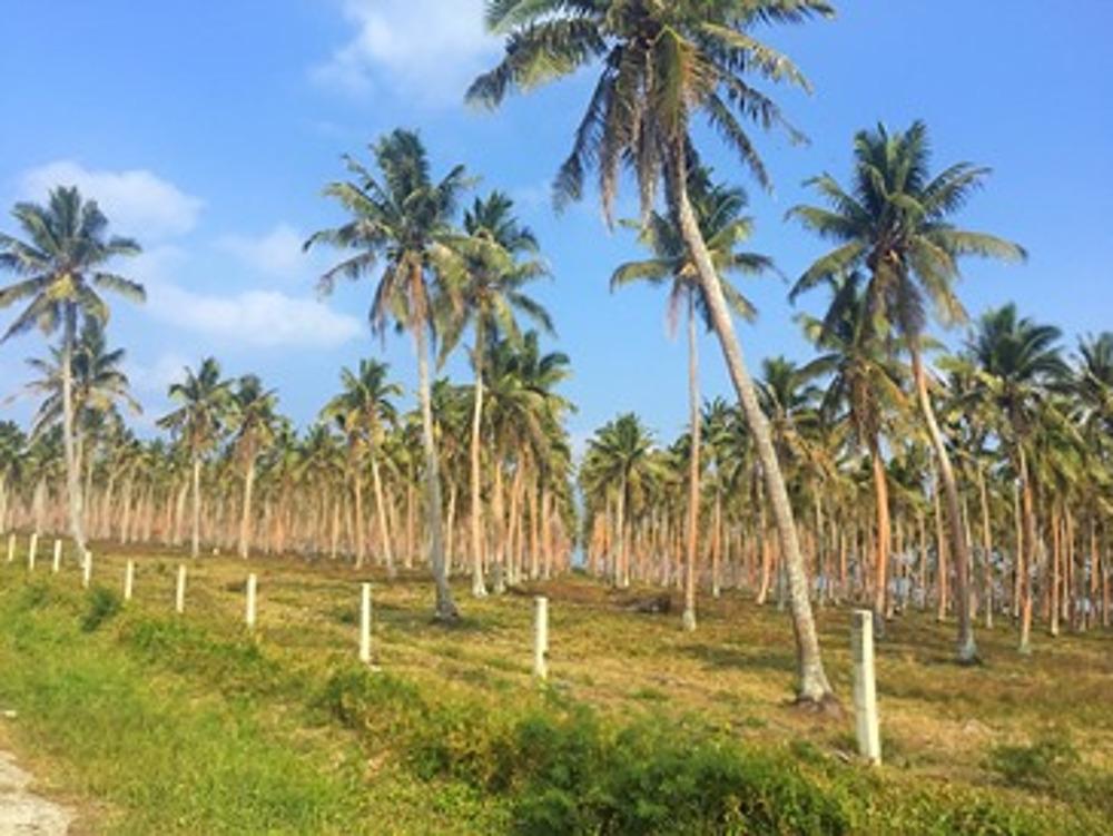 Des projets pilotes pour stimuler la filière cocotier en Océanie