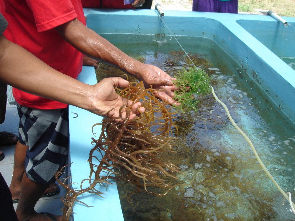 Un atelier pour renforcer la biosécurité aquatique dans le Pacifique