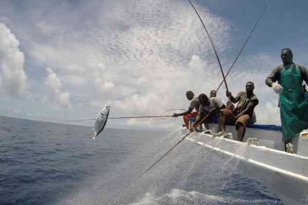 « Le Programme pêche hauturière de la Communauté du Pacifique (CPS) mène à bonne fin une campagne de marquage des thonidés sans précédent »