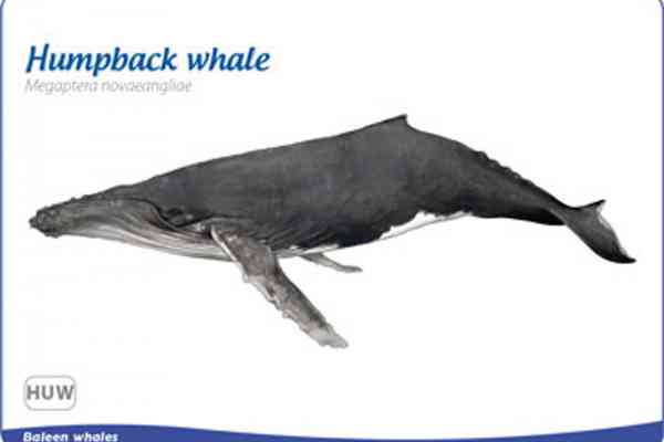Humpback whale: Megaptera novaeangliae