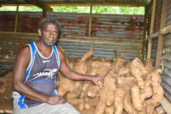 Mr White Sailas with his yam harvest; Source: Vanuatu Daily Post