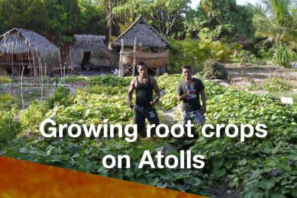 Growing root crops in Atolls