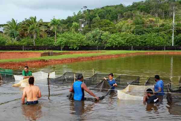 Regional Collaboration for the Sustainable Development of Sandfish Aquaculture in the Pacific