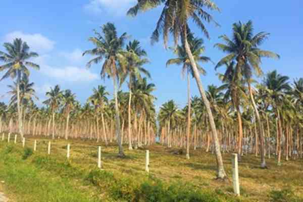 Des projets pilotes pour stimuler la filière cocotier en Océanie