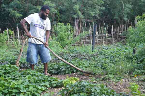 Zoom - Vanuatu farmers dig for policies online